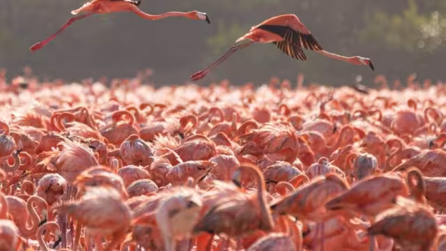 San Crisanto, es una de las zonas preferidas para los flamencos que llevan a la entidad