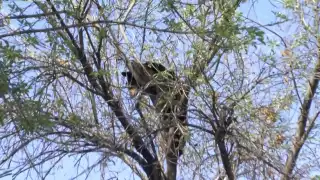 El animal fue visto poco antes de las 9:00 horas por personal de seguridad de la facultad de la UANL.