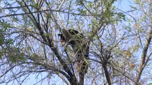 El animal fue visto poco antes de las 9:00 horas por personal de seguridad de la facultad de la UANL. El animal fue visto poco antes de las 9:00 horas por personal de seguridad de la facultad de la UANL.