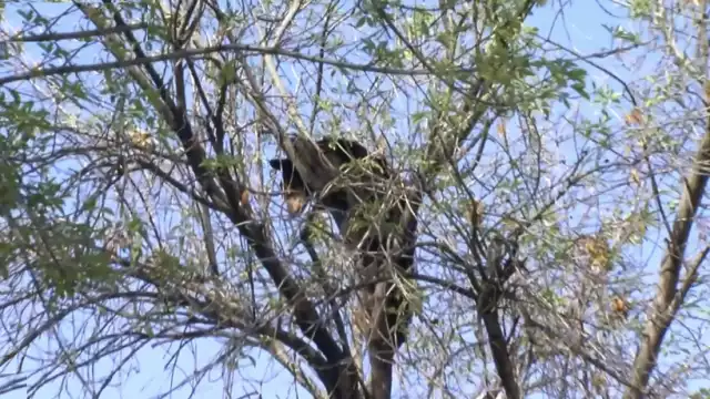 El animal fue visto poco antes de las 9:00 horas por personal de seguridad de la facultad de la UANL.