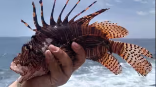 Peces de Norteamérica y Asia amenazan la flora y fauna endémica de la Campeche