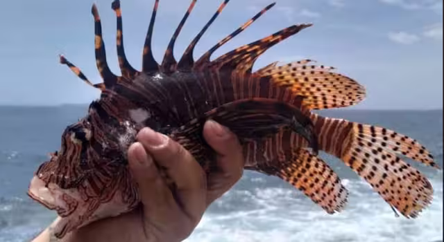 Acuarismo y comercio, principales vías de peces exóticos