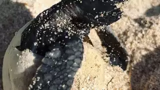 Los ejemplares adultos ponen sus huevos en la tarde y noche en la playa de Telchac Puerto