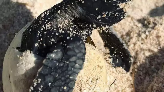 Los ejemplares adultos ponen sus huevos en la tarde y noche en la playa de Telchac Puerto