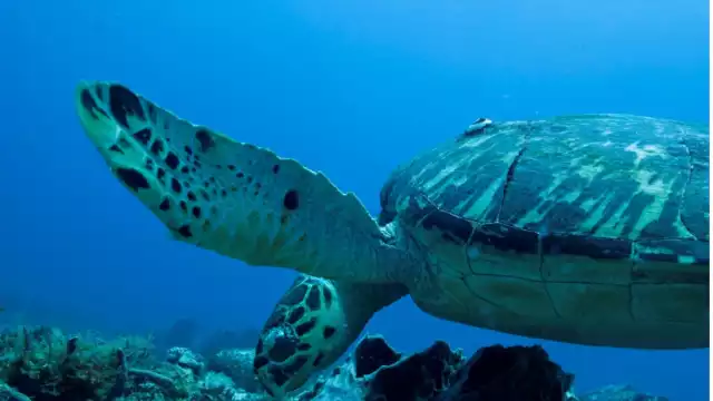 La tortuga de Carey es la única de las tres tortugas marinas que visitan la península que anida en costas yucatecas