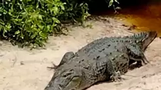 “Está muy activo, ya le perdió el miedo a la gente porque lo alimenta, pero es un riesgo latente", comentan expertos