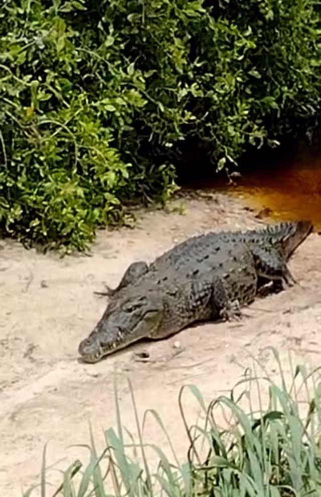 “Está muy activo, ya le perdió el miedo a la gente porque lo alimenta, pero es un riesgo latente", comentan expertos