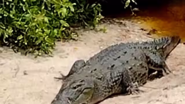 “Está muy activo, ya le perdió el miedo a la gente porque lo alimenta, pero es un riesgo latente", comentan expertos