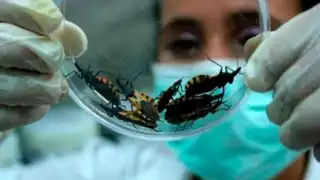 Manaza de muerte por mal de Chagas