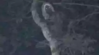 AMLO comparte FOTO de aluxe en las obras del Tren Maya