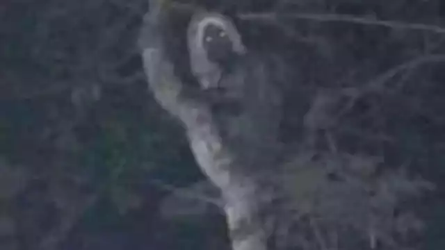 Foto de un presunto "aluxe" capturada en la supervisión de obra del Tren Maya