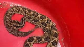 Serpiente ataca a trabajador de jardinería mientras limpiaba un área verde en Mérida