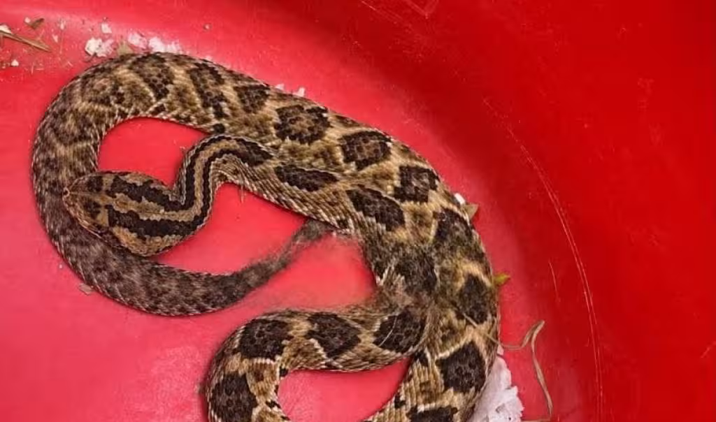 Jardinero termina hospitalizado tras mordedura de serpiente en Mérida