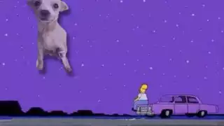 Animal Center Pet Shop de Nayarit, fue quien difundió el caso de este guerrero