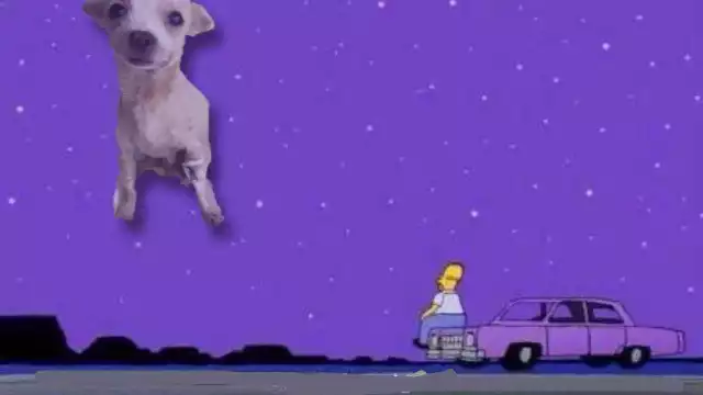 Animal Center Pet Shop de Nayarit, fue quien difundió el caso de este guerrero