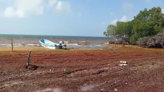 Sargazo afecta a lancheros de Isla de María Elena en Felipe Carrillo Puerto 