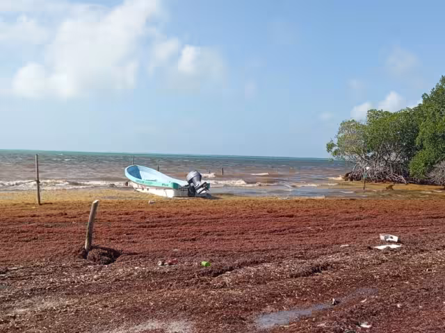 Al no poder acercar las embarcaciones, deben de colocar tarimas para caminar sobre el sargazo