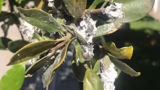 Cochinilla blanca infesta nueve de cada 10 hectáreas de caña en Champotón