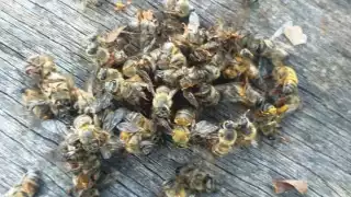 Las primeras muertes de abejas se dio el fin de semana en el apiario del señor Laureano Pech Esquivel