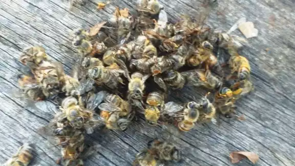 Las primeras muertes de abejas se dio el fin de semana en el apiario del señor Laureano Pech Esquivel Las primeras muertes de abejas se dio el fin de semana en el apiario del señor Laureano Pech Esquivel