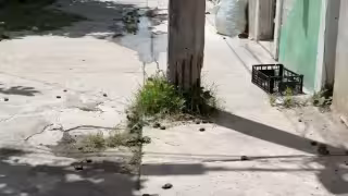 Postes de CFE en mal estado causan descargas eléctricas bajo la lluvia en Infonavit de Champotón
