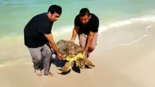 Varamientos de 58 tortugas en playas de Yucatán alertan a especialistas