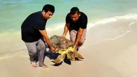En los últimos 10 días han recalado cuatro tortugas en la playa En los últimos 10 días han recalado cuatro tortugas en la playa