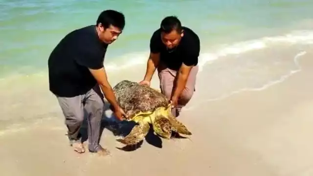 En los últimos 10 días han recalado cuatro tortugas en la playa