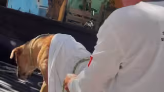 Rescatan a perrita víctima de abuso sexual en Playa del Carmen