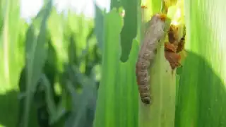 La producción de maíz del municipio de Othón P. Blanco está en riesgo