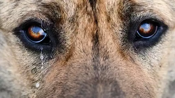 Perrita es abusada sexualmente por su dueño menor de edad Perrita es abusada sexualmente por su dueño menor de edad
