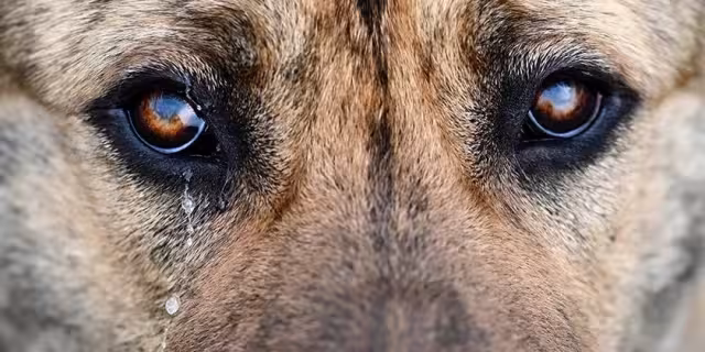 México busca endurecer sanciones contra maltrato animal