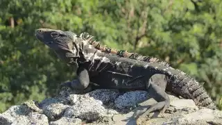 Estas especies son comunes de ver en las partes subhúmedas de la Península y son amenazadas