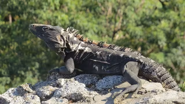 Estas especies son comunes de ver en las partes subhúmedas de la Península y son amenazadas