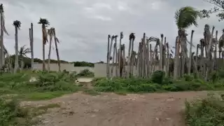 Las plantas secas están apiladas en un predio.