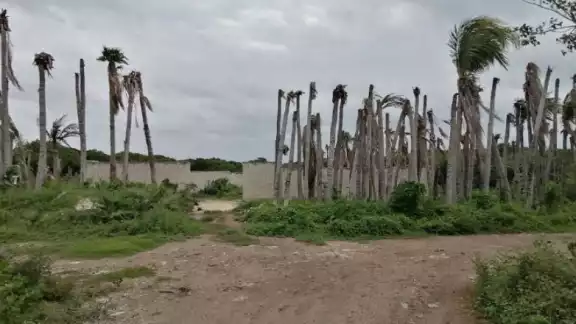 Las plantas secas están apiladas en un predio. Las plantas secas están apiladas en un predio.