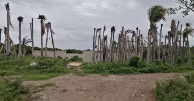Las plantas secas están apiladas en un predio.