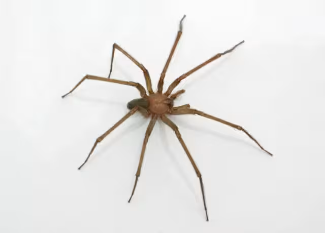 FOTO: Secretaría de salud