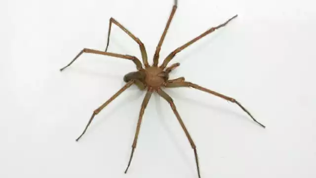 FOTO: Secretaría de salud