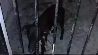 “Encarcelan” a un perrito en Sisal luego de morder a tres personas