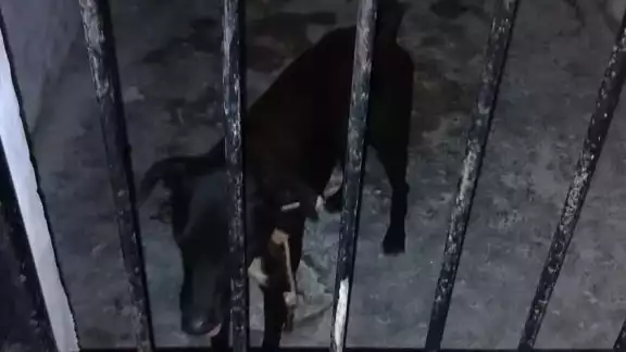 El animal atacó a tres personas y los propietarios se desajenaron de él