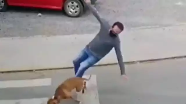 Perro arrolla a un hombre y huye del lugar