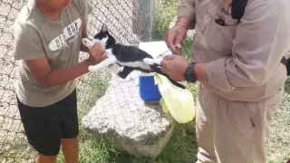 ¿Dónde vacunar a tu mascota gratis contra la rabia hoy en Campeche? Municipios y horarios 