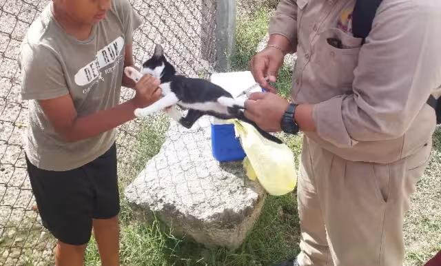 Jornada intensiva de vacunación antirrábica gratuita este jueves en Campeche.