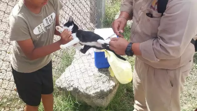 Jornada intensiva de vacunación antirrábica gratuita este jueves en Campeche.