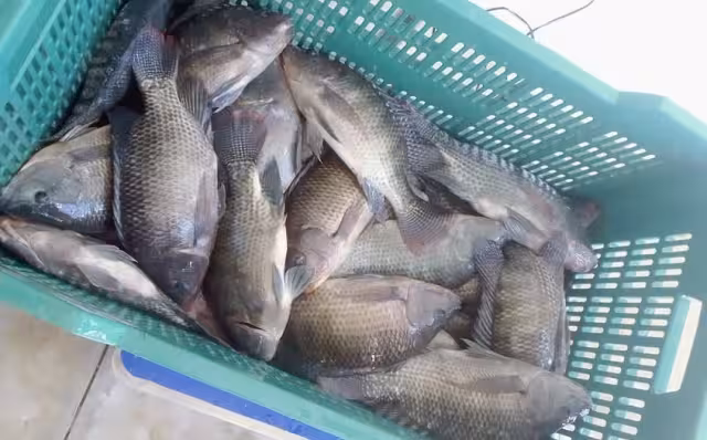 El cultivo de especies como la tilapia sería una opción para los pescadores en temporadas de veda