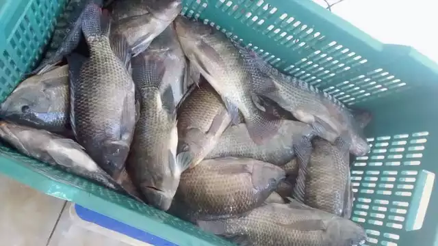 El cultivo de especies como la tilapia sería una opción para los pescadores en temporadas de veda