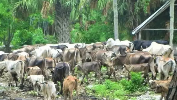 La carne de este animal tiene más proteína que la del ganado europeo de la región
La carne de este animal tiene más proteína que la del ganado europeo de la región
