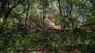 El Yesal, la ciudad maya escondida en Campeche que podría convertirse en un nuevo atractivo turístico