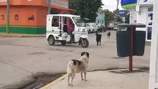 Convocan Refugio de Animales Holbox y “Patitas en Rescate” a la campaña de esterilización